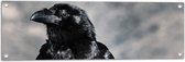 WallClassics - Tuinposter – Zwarte Raaf van Dichtbij - 90x30 cm Foto op Tuinposter  (wanddecoratie voor buiten en binnen)