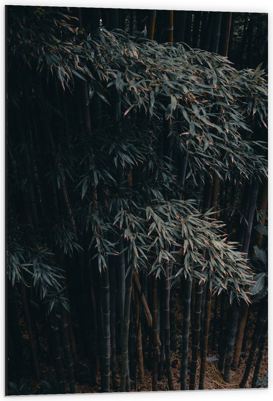 WallClassics - Dibond - Donkere Bamboe Bomen - 60x90 cm Foto op Aluminium (Met Ophangsysteem)