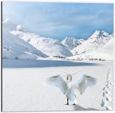 WallClassics - Dibond - Zwaan in Besneeuwde Bergen - 50x50 cm Foto op Aluminium (Met Ophangsysteem)