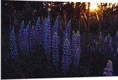 WallClassics - PVC Schuimplaat - Blauwe Lupine Plant - 120x80 cm Foto op PVC Schuimplaat (Met Ophangsysteem)