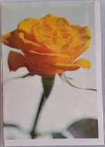 Een blanco kaart met een gele roos.  Een leuke kaart om zo te geven of om bij een cadeau te voegen. Een dubbele wenskaart inclusief envelop en in folie verpakt.