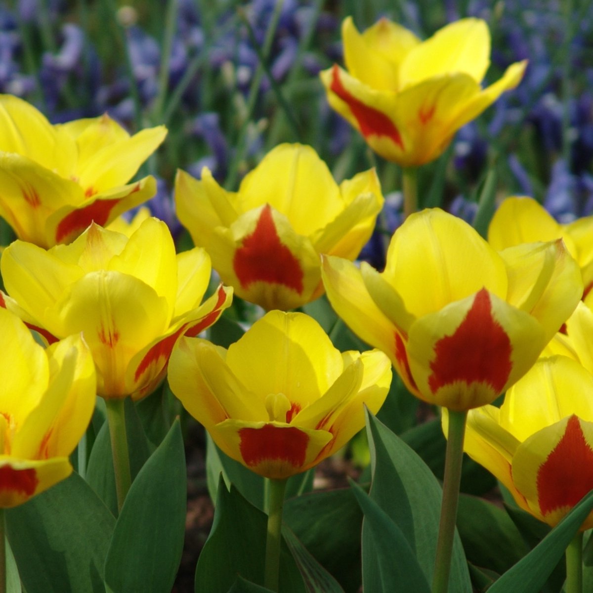 Tulp Stresa | 10 stuks | Kaufmanniana | Geel | Rood | Tulpenbollen