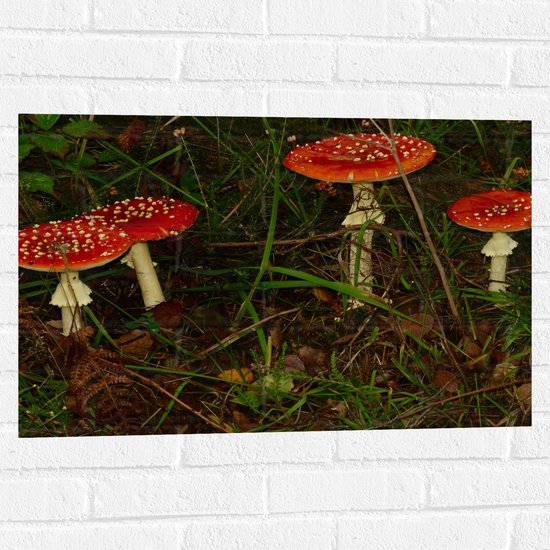 WallClassics - Muursticker - Rood met Witte Paddenstoelen in het Bos - 75x50 cm Foto op Muursticker