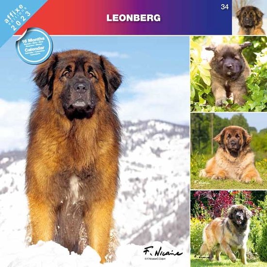 Leonberger Kalender 2023