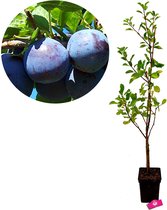 Prunus domestica 'Valor' pruimenboom, 5L pot