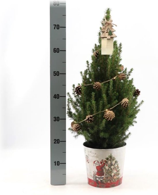Fresh from Nature - Kleine Kerstboom in Kerstmis pot met verlichting  'Pinecone light'... | bol.com