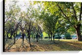 WallClassics - Canvas  - Kleine Bomen met Grote Boom in het Park - 90x60 cm Foto op Canvas Schilderij (Wanddecoratie op Canvas)