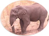 WallClassics - PVC Schuimplaat Ovaal - Afrikaanse Olifant - 40x30 cm Foto op Ovaal  (Met Ophangsysteem)