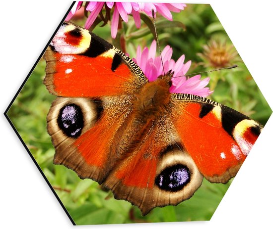 WallClassics - Dibond Hexagon - Rode Vlinder met Ogen op de Vleugels - 30x26.1 cm Foto op Hexagon (Met Ophangsysteem)