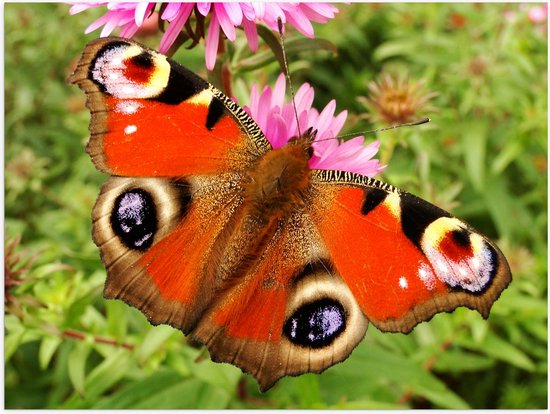 WallClassics - Poster Glanzend – Rode Vlinder met Ogen op de Vleugels - 40x30 cm Foto op Posterpapier met Glanzende Afwerking