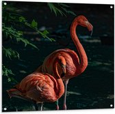 WallClassics - Tuinposter – Twee Flamingos in de Schaduw - 100x100 cm Foto op Tuinposter  (wanddecoratie voor buiten en binnen)