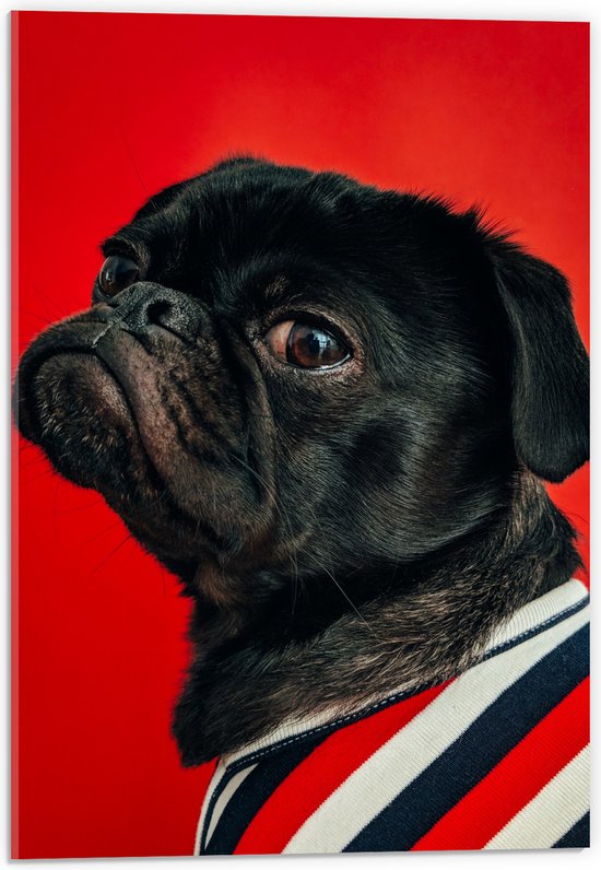 WallClassics - Acrylglas - Big Bos Pug met Kleren aan - 40x60 cm Foto op Acrylglas (Wanddecoratie op Acrylaat)