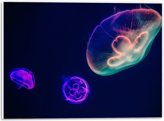 WallClassics - Plaque Mousse PVC - Méduses Colorées Sous Water - Photo 40x30 cm sur Plaque Mousse PVC (Avec Système d'accrochage)