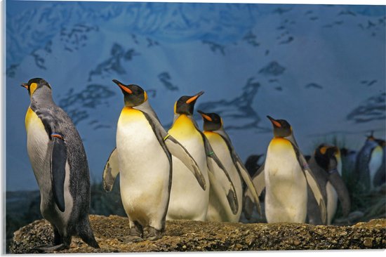 WallClassics - Acrylglas - Keizer Pinguïns op een Rijtje - 60x40 cm Foto op Acrylglas (Met Ophangsysteem)