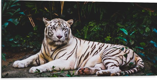 WallClassics - Dibond - Tigre Witte dans la Jungle - Photo 100x50 cm sur Aluminium (Avec Système d'accrochage)