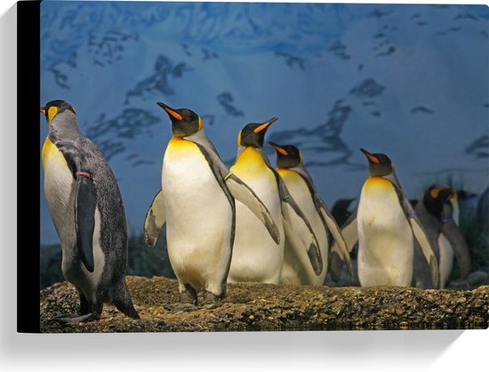 WallClassics - Canvas  - Keizer Pinguïns op een Rijtje - 40x30 cm Foto op Canvas Schilderij (Wanddecoratie op Canvas)