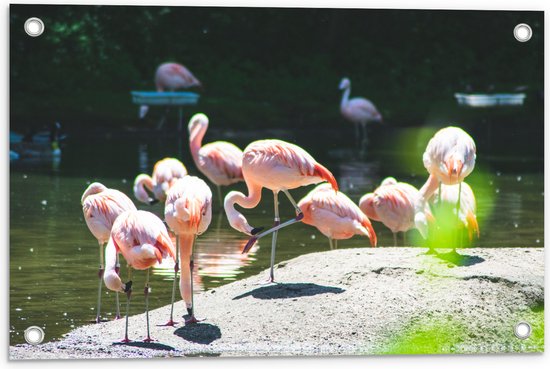 WallClassics - Poster de Jardin - Flamants Roses sur l' Water - 60x40 cm Photo sur Poster de Jardin (décoration murale pour l'extérieur et l'intérieur)