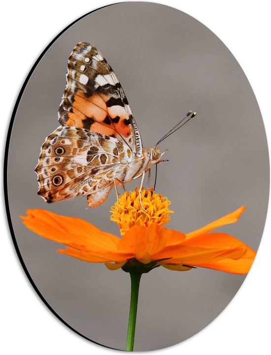 WallClassics - Dibond Ovaal - Vlinder op Oranje Bloem - 21x28 cm Foto op Ovaal (Met Ophangsysteem)
