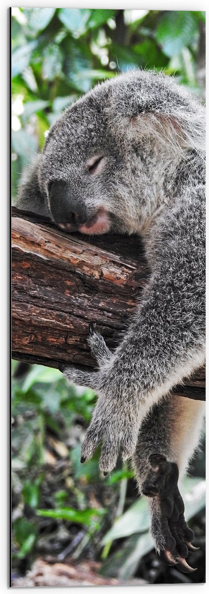 Dibond - Luie Koala op een Boomstam - 30x90 cm Foto op Aluminium (Wanddecoratie van metaal
