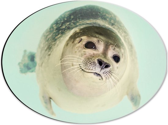 WallClassics - Dibond Ovaal - Lieve Zeehond in het Water - 40x30 cm Foto op Ovaal (Met Ophangsysteem)