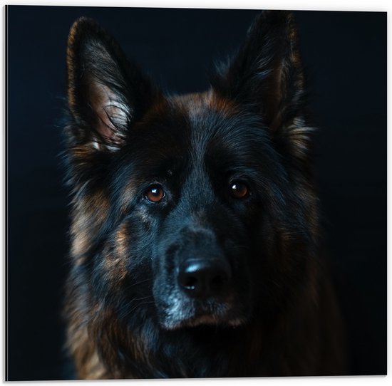 Dibond - Lieve Herdershond - 50x50 cm Foto op Aluminium (Wanddecoratie van metaal)