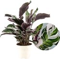 Plant in a Box - Calathea Fusion White - Luchtzuiverend - Kamerplant - Pot 14cm - Hoogte 30-40cm