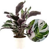 Bol.com Plant in a Box - Calathea Fusion White - Luchtzuiverend - Kamerplant - Pot 14cm - Hoogte 30-40cm aanbieding