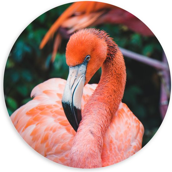 WallClassics - PVC Schuimplaat Muurcirkel - Mooie Roze Flamingo - 100x100 cm Foto op Muurcirkel (met ophangsysteem)