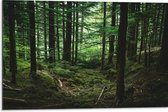 WallClassics - Dibond - Forêt mature - 75x50 cm Photo sur aluminium (avec système de suspension)