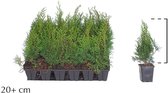 18 stuks | Thuja 'Smaragd' P9 tray - Compacte groei - Langzame groeier - Weinig onderhoud