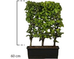 6 stuks | Groene beuk Kant-en-klaar Hagen 60 cm Kant-en-klaar Hagen - Bladverliezend - Populair bij vogels - Prachtige herfstkleur - Snelle groeier