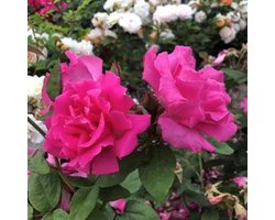 Rosa 'Zephirine Drouhin' - Roos in pot