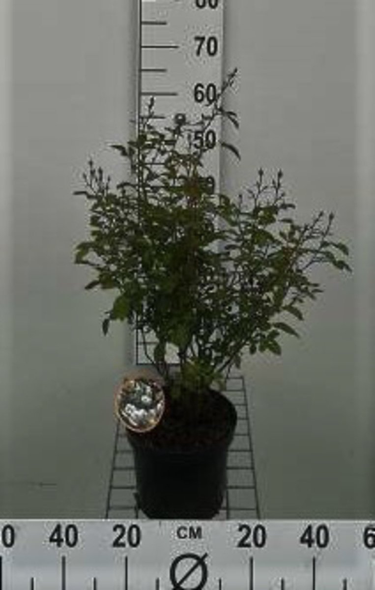 Rosa 'Sea Foam' - Roos in pot