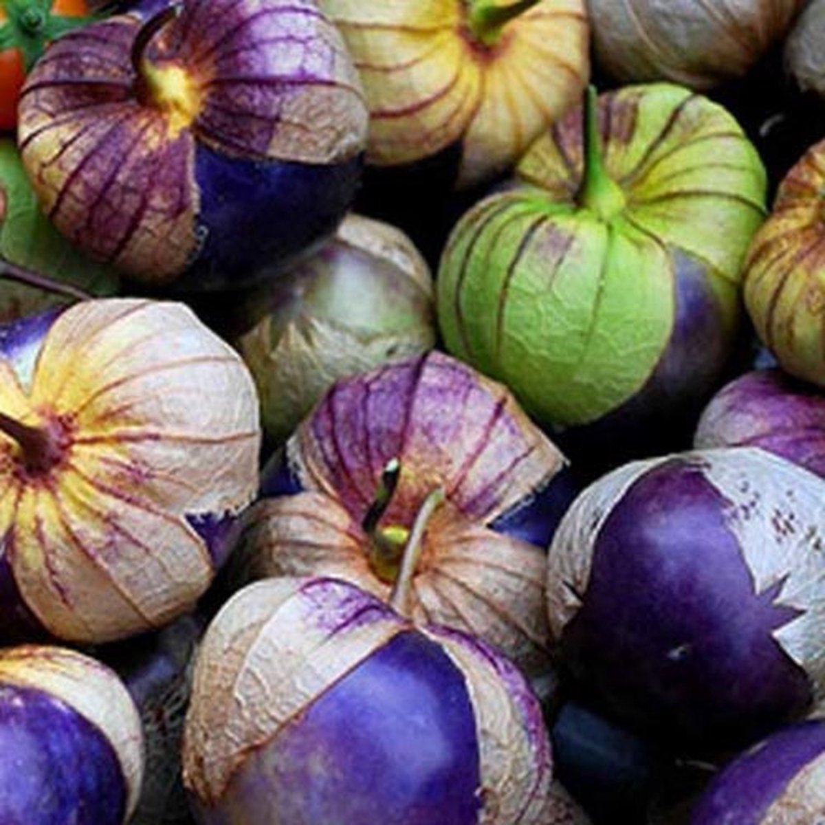 BIO tomatillo zaden - Tomatillo Purple