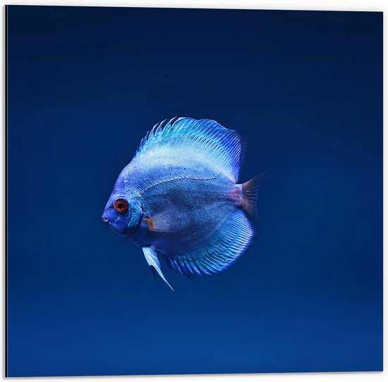 WallClassics - Dibond - Mooie Blauwe Vis in het Water - 50x50 cm Foto op Aluminium (Wanddecoratie van metaal)