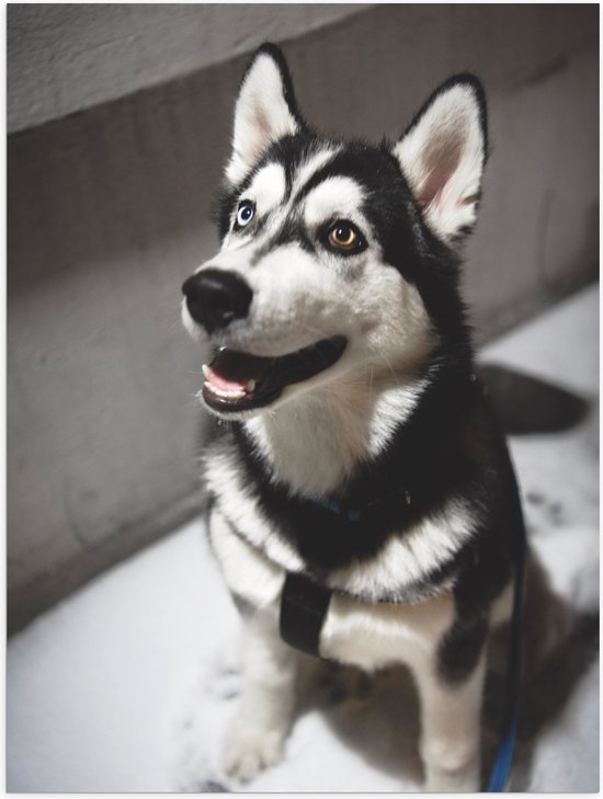 WallClassics - Poster Glanzend – Lieve Hond met Maan Oog - 60x80 cm Foto op Posterpapier met Glanzende Afwerking