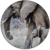 WallClassics - Dibond Muurcirkel - Wandelende Baby Olifant met Moeder - 70x70 cm Foto op Aluminium Muurcirkel (met ophangsysteem)
