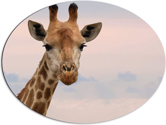WallClassics - Dibond Ovaal - Giraffe Hoofd bij Roze Lucht - 80x60 cm Foto op Ovaal (Met Ophangsysteem)