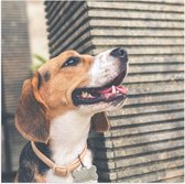 WallClassics - Poster Glossy – Chien Beagle - 80x80 cm Photo sur Papier Poster avec Finition Brillante