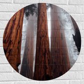 WallClassics - Muursticker Cirkel - Hele Hoge Bomen in Mistig Bos - 70x70 cm Foto op Muursticker