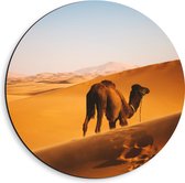 WallClassics - Dibond Muurcirkel - Dromedaris Alleen in Woestijn - 40x40 cm Foto op Aluminium Muurcirkel (met ophangsysteem)