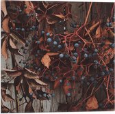 WallClassics - Vlag - Bruine Plant met Bessen aan de Schutting - 50x50 cm Foto op Polyester Vlag