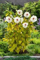 Hibiscus 'Old Yella' C5 cm