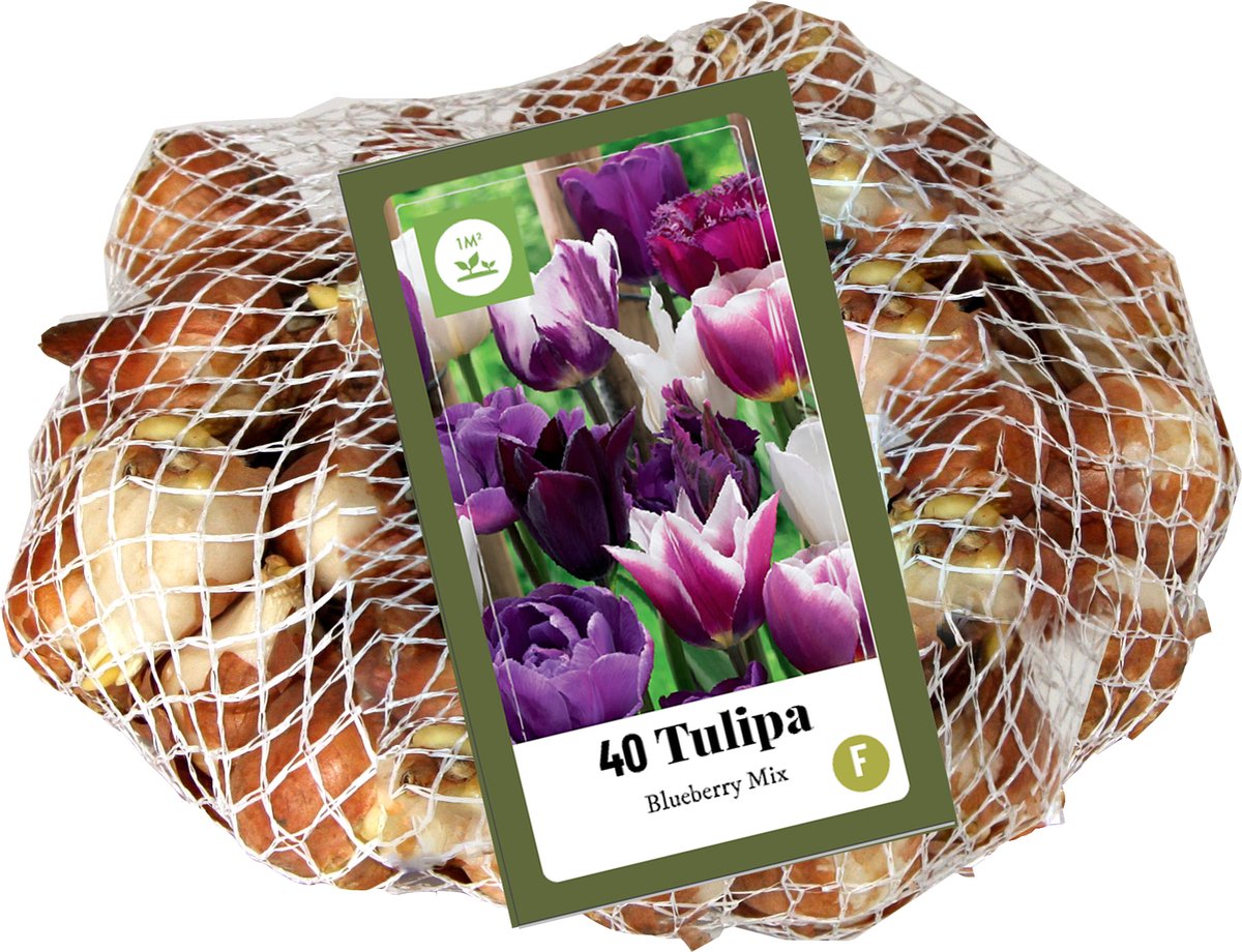 35 Tulpenbollen - Tulpen Blueberry Gemengd - Bloembollen - Paars / Wit - Hoogte 40 cm. - Voordeelverpakking - Grootverpakking