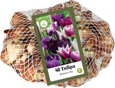 Jub Holland  Bloembollen Tulpen Blueberry Mix - 40 Stuks - Paars / Wit - Tulpenbollen - Hoogte 40 cm. - Garden Select