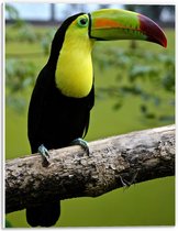 WallClassics - Feuille de Mousse PVC - Toucan à Poitrine Soufrée - Photo 30x40 cm sur Feuille de Mousse PVC (Avec Système d'accrochage)