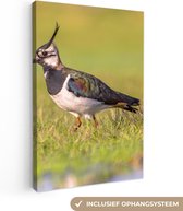 Canvas schilderij - Vogel - Kievit - Natuur - Gras - Dieren - Canvas doek - Schilderijen op canvas - 20x30 cm - Kamer decoratie - Interieur