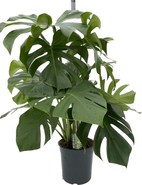Monstera - Deliciosa - plant - kamerplant - groen - groot - gaten - gatenplant