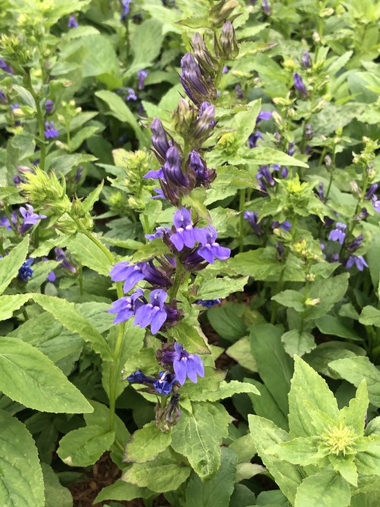 6 x Lobelia siphilitica - Virginische Lobelia in pot 9 x 9 cm