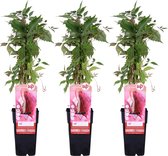 Klimplant – Oosterse wingerd (Parthenocissus quinquefolia Engelmannii) – Hoogte: 65 cm – van Botanicly